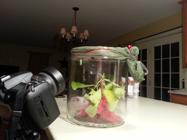 Overnight Time Lapse of Caterpillar