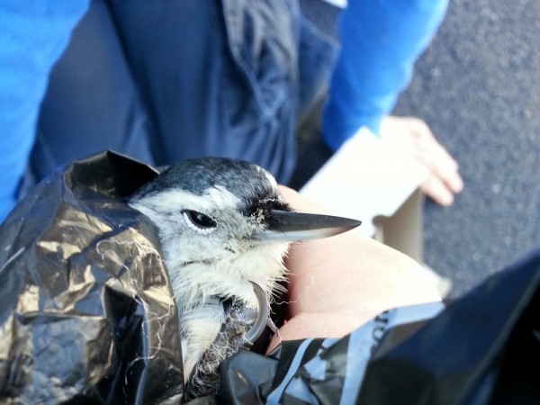 Rescuing a Nuthatch
