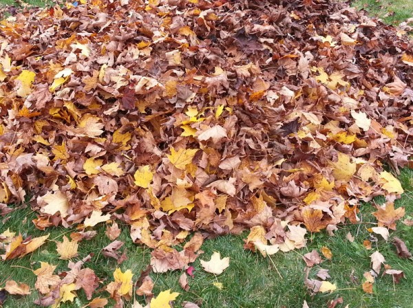 Leaf Pile