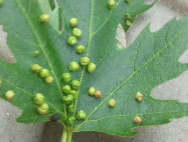 Maple Leaf Galls