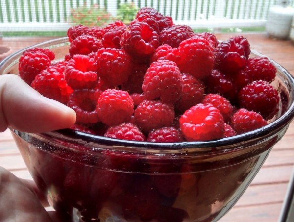 fresh raspberries