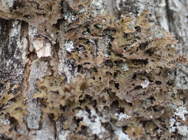 lichen sample