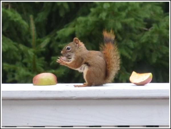 Squirrel Using His Hands