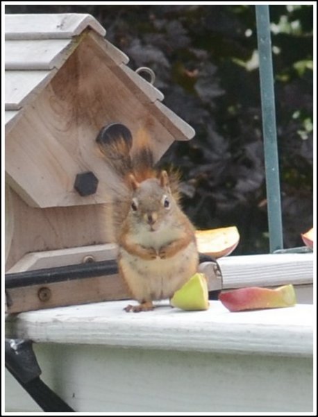 Studying our North American Red Squirrel