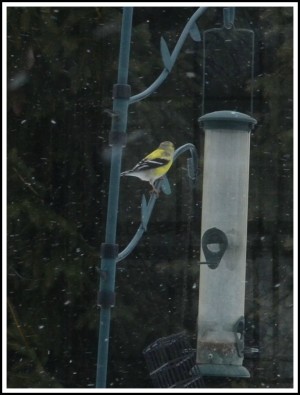 goldfinch