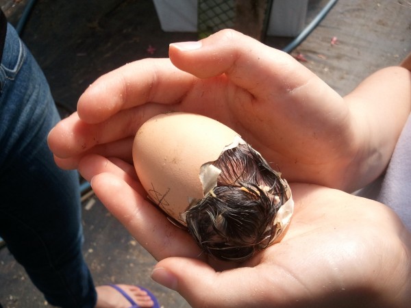 Chick Hatching