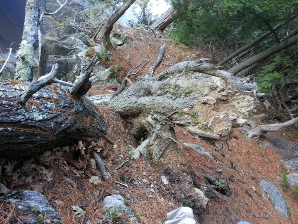 Tree Root System