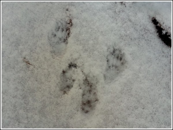 American Red Squirrel Tracks