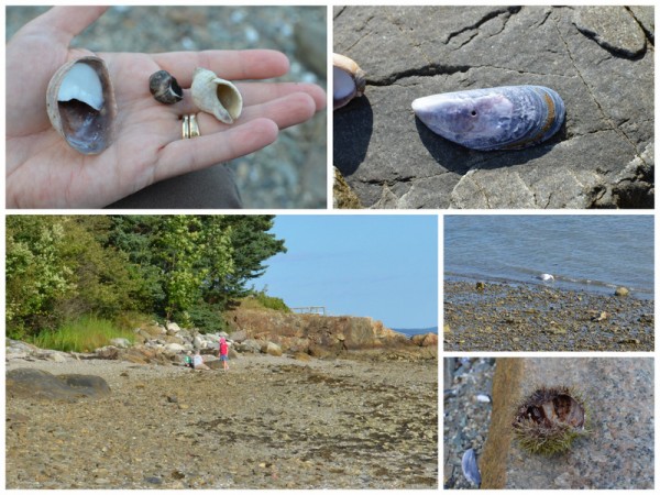 Nature Study at the Beach Collage