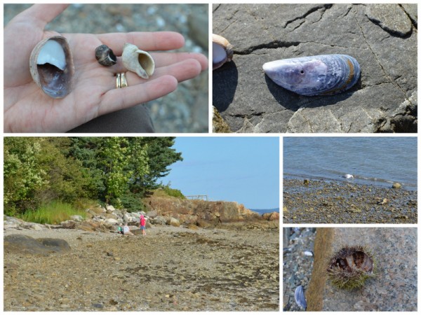 Nature Study at the Beach Collage