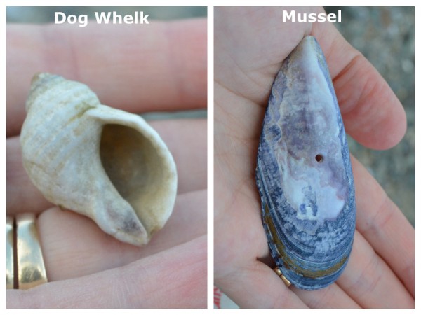 Dog Whelk Versus Mussel