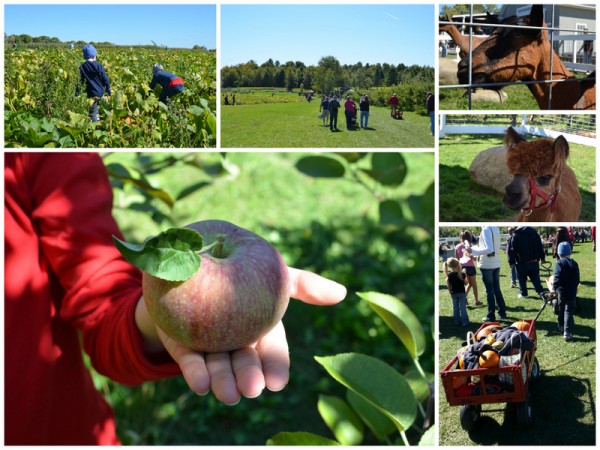 Pumpkin and Apple Picking