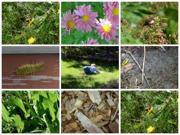 Insect Grid Study