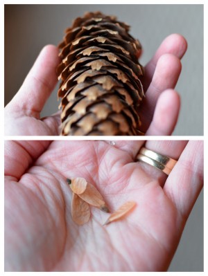 Seeds From a Cone