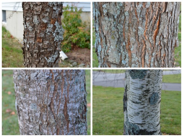 Tree Bark Collage