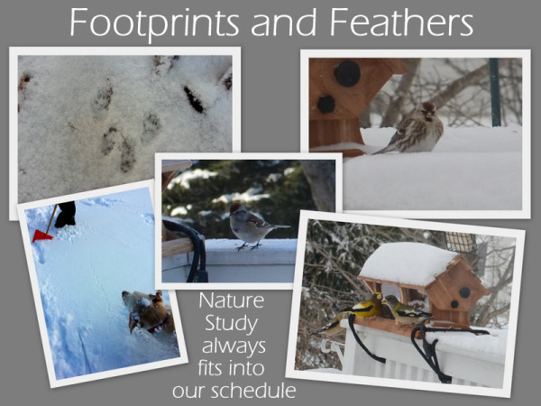 Footprints and Feathers