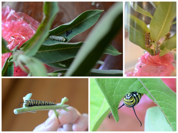 Caterpillars Growing Collage
