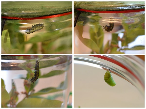 First Caterpillar into Chrysalis Collage