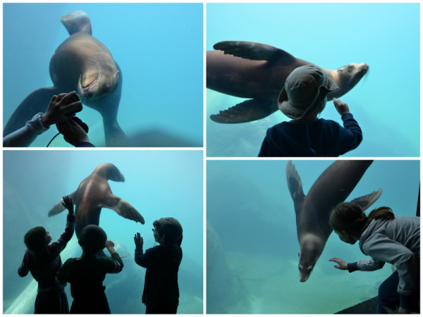 Playing with a sea lion at the National Zoo