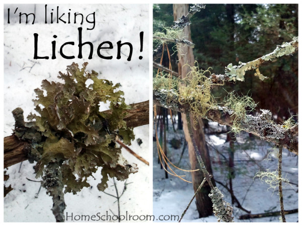 Lichen Nature Study