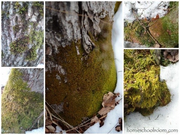 Maine Moss Samples