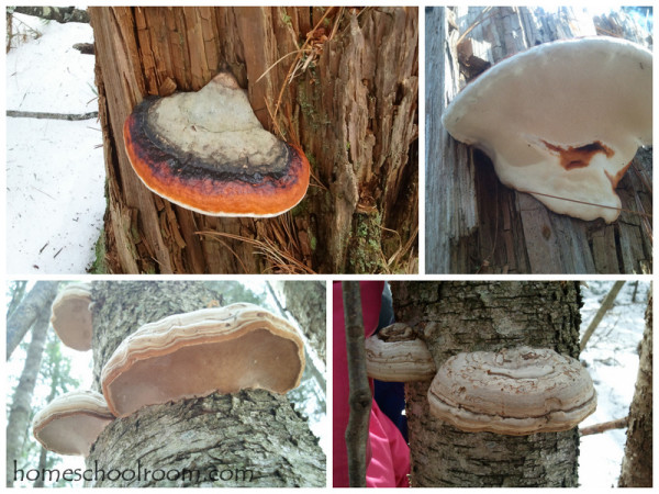 Bracket Fungus