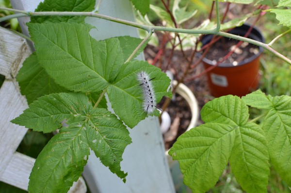 Lophocampa Caterpillar