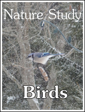 Bird Nature Study