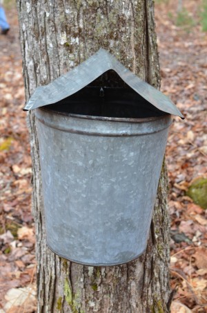 Maple Sap Bucket