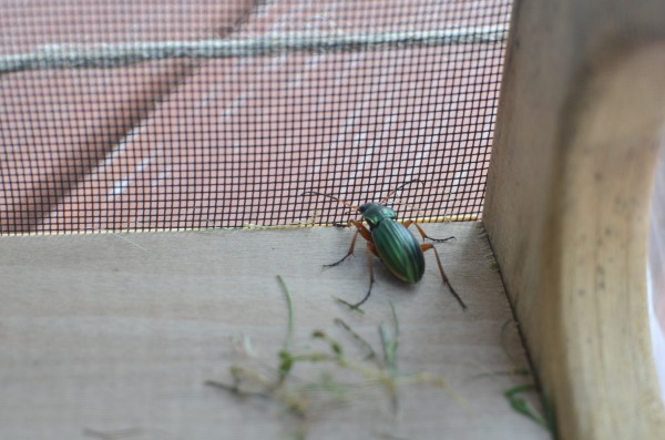 Golden Ground Beetle