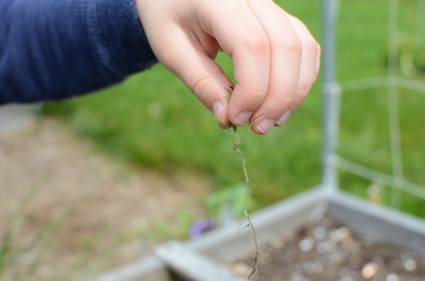 Pulling Weeds