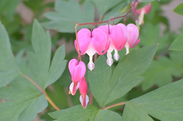 Bleeding Heart Flower