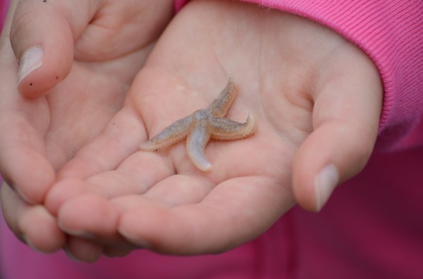 Sea Star Missing a Ray