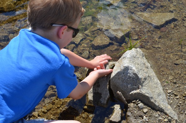 Patting a Frog