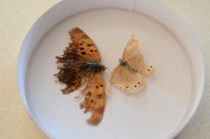 Wing Specimens