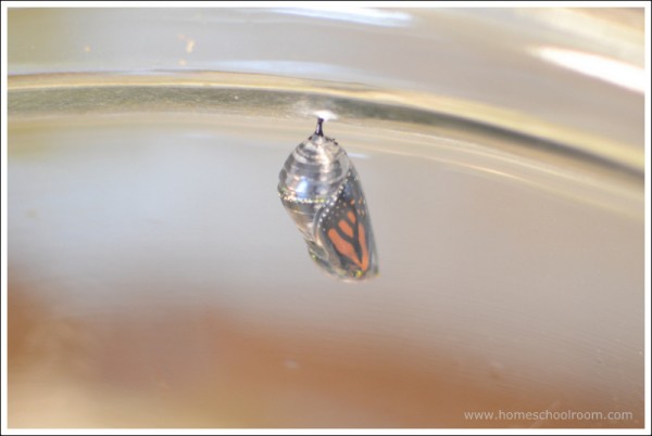 Monarch Chrysalis Ready to Emerge!