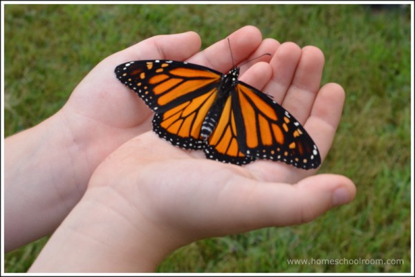Monarch Butterfly Open Wings