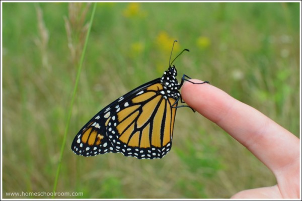 Monarch Butterfly with Wings Closed