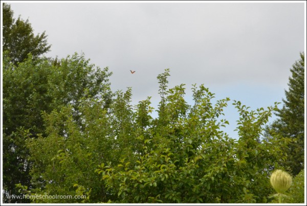 Buttefly Flying Away