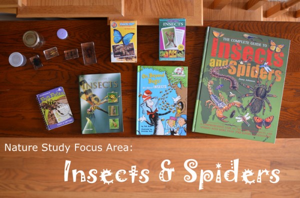 Nature Table: Insects and Spiders