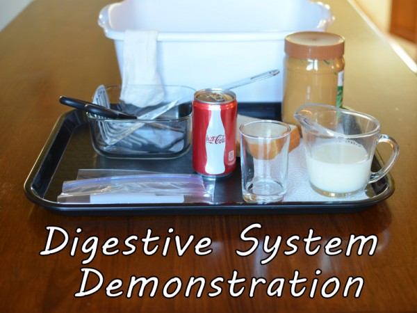 Digestive System Demonstration Supplies