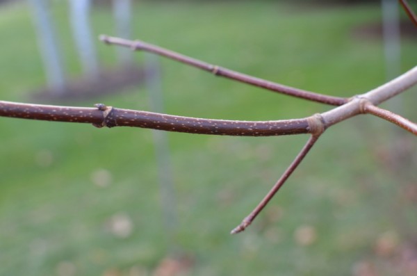 Seeing History on a Twig