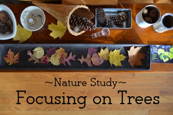 Nature Study Focus Area: Trees