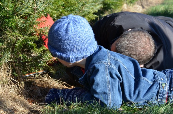 Cutting Down our Christmas Tree