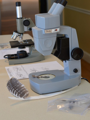 Examining Feathers with a Microscope