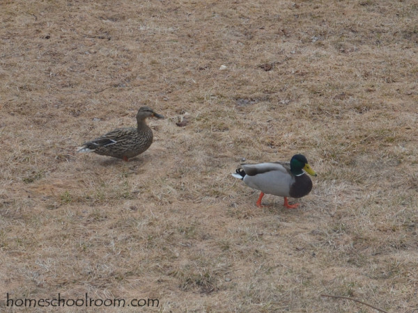 Mallards in our Yard