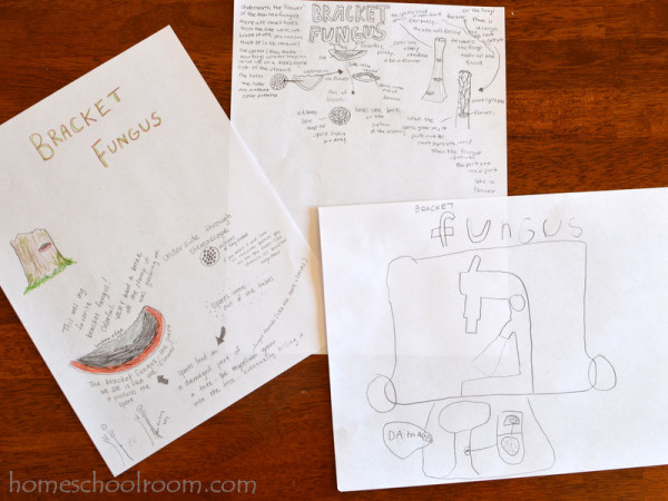 Bracket Fungus Journal Page