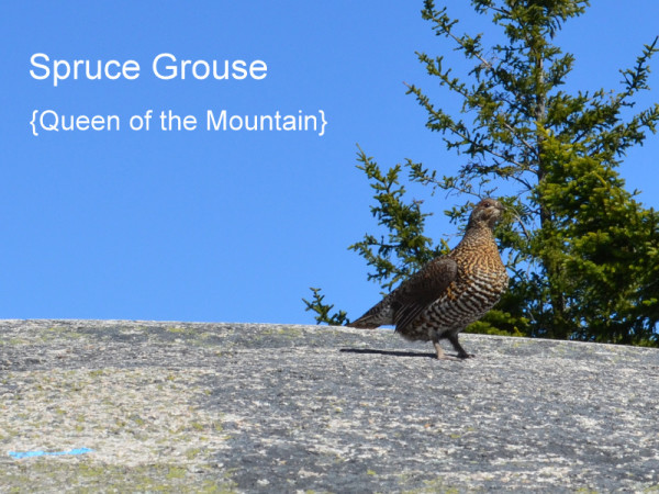Territorial Spruce Grouse