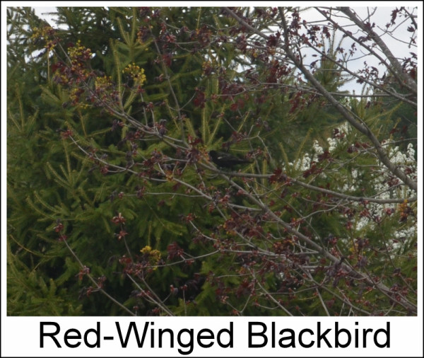 Red-Winged Blackbird