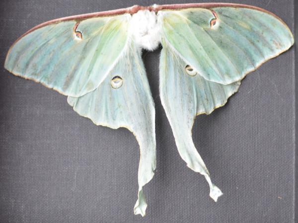 Luna Moth Specimen